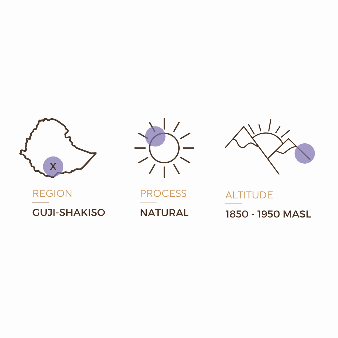 GUJI-SHAKISO - ETHIOPIA